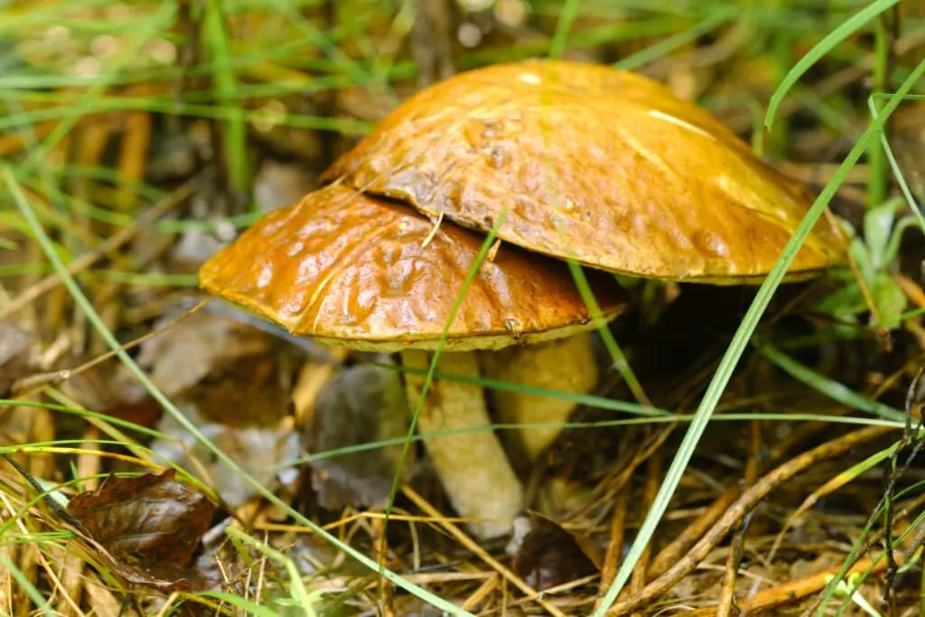 Livres de cueillette de champignons générés par IA envahissent Amazon – Waxoo.fr